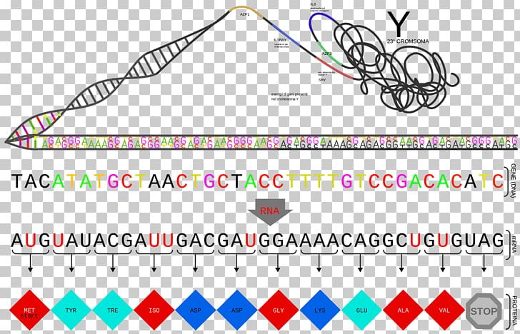Gene Protein PNG, Clipart, Angle, Area, Brand, Circle, Diagram Free PNG Download