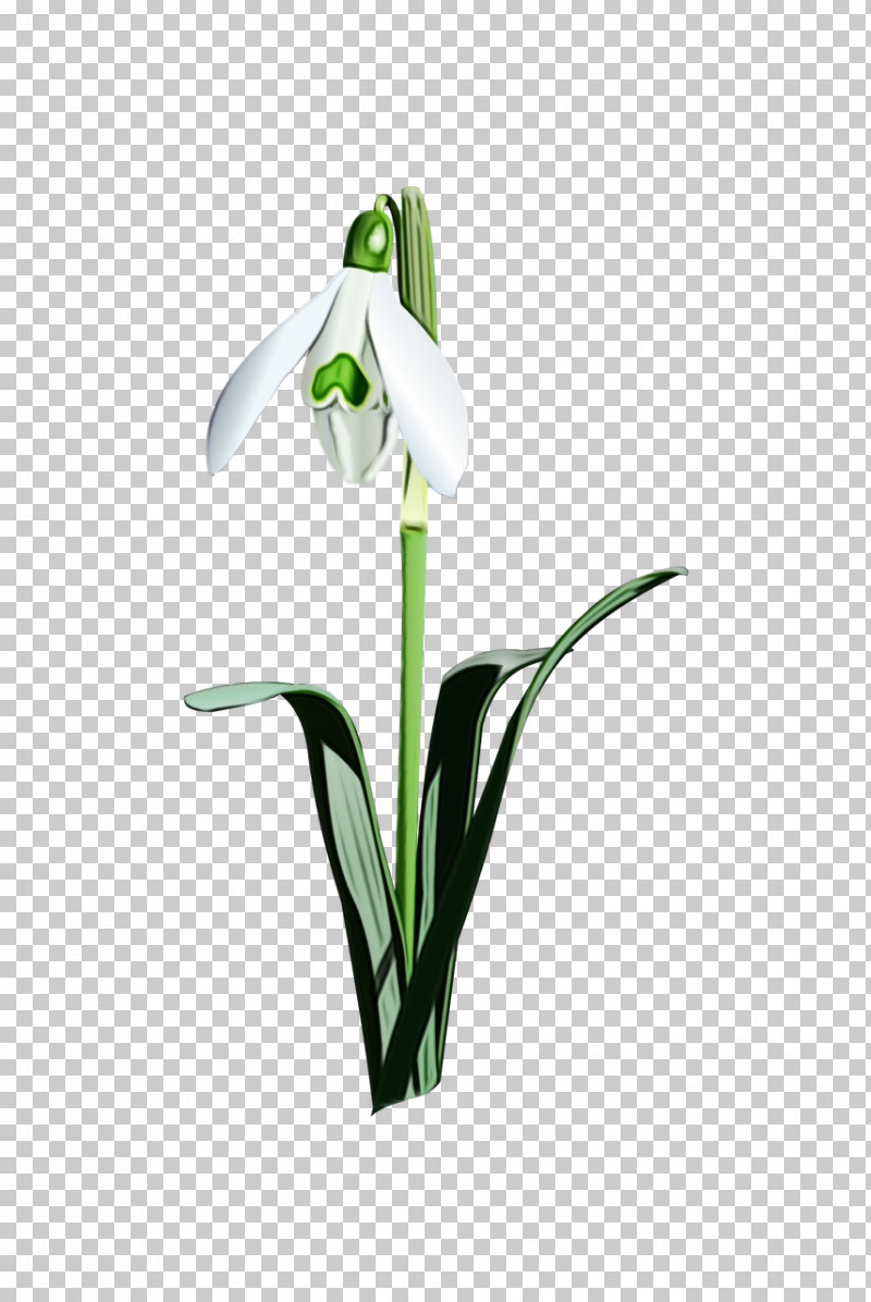 Flower Snowdrop Plant Galanthus Petal PNG, Clipart, Alismatales, Amaryllis Family, Arum Family, Cut Flowers, Flower Free PNG Download