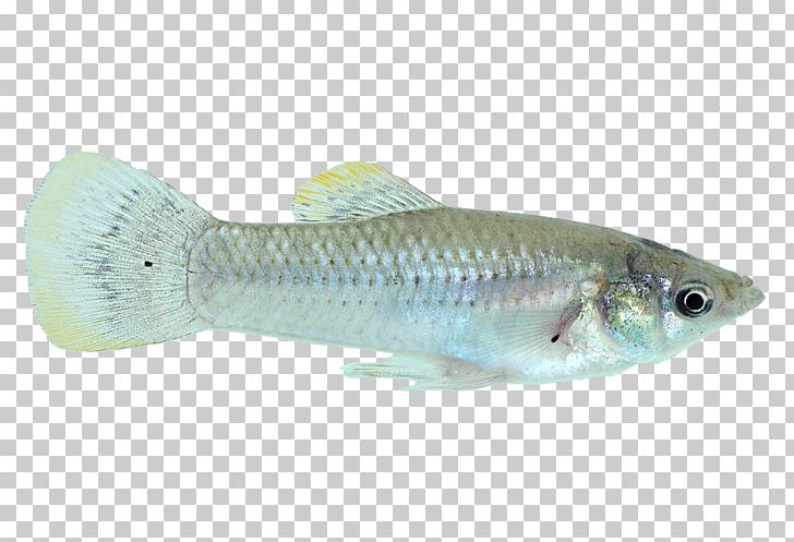 Cod Common Molly Fish Guppy X-ray Tetra PNG, Clipart, Animals, Aquarium, Biology, Bony Fish, Cod Free PNG Download