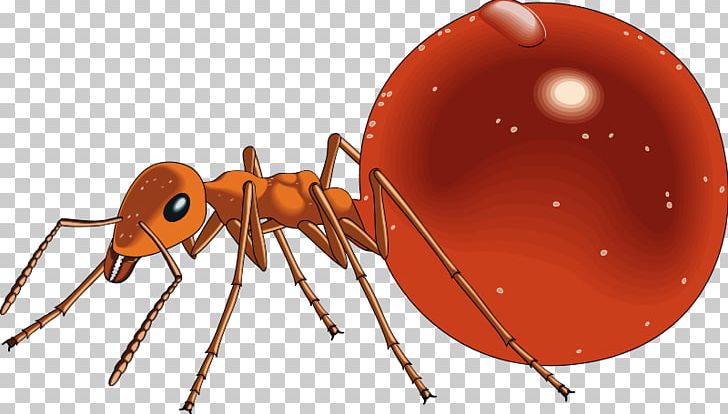 Honeypot Ant PNG, Clipart, Ant, Ant Clipart, Arthropod, Computer Icons, Decapoda Free PNG Download