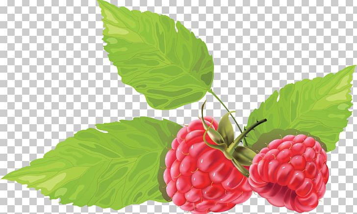 Raspberry Blackberry PNG, Clipart, Boysenberry, Computer Icons, Cranberry, Download, Encapsulated Postscript Free PNG Download
