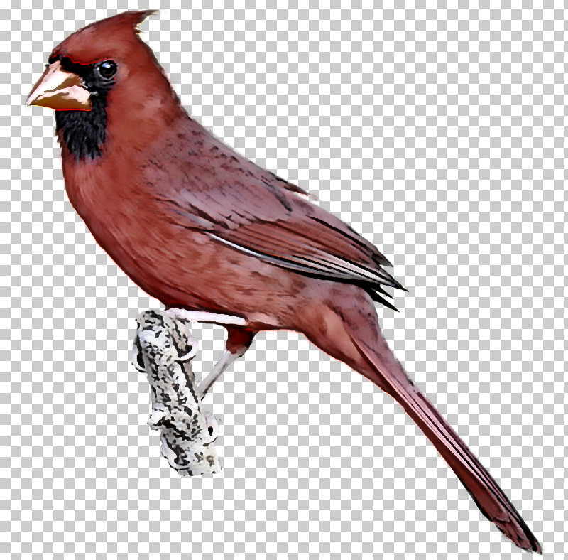 Bird Northern Cardinal Beak Songbird Perching Bird PNG, Clipart, American Rosefinches, Beak, Bird, Cardinal, Finch Free PNG Download