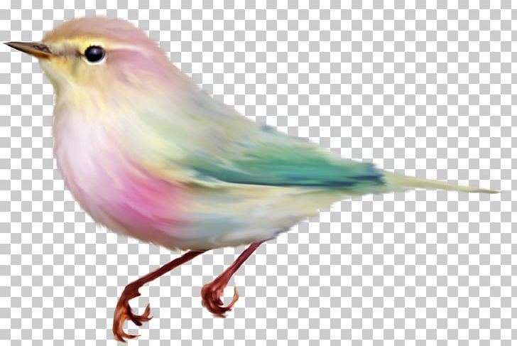 Bird Color Animal PNG, Clipart, Animal, Animals, Beak, Bird, Brown Free PNG Download