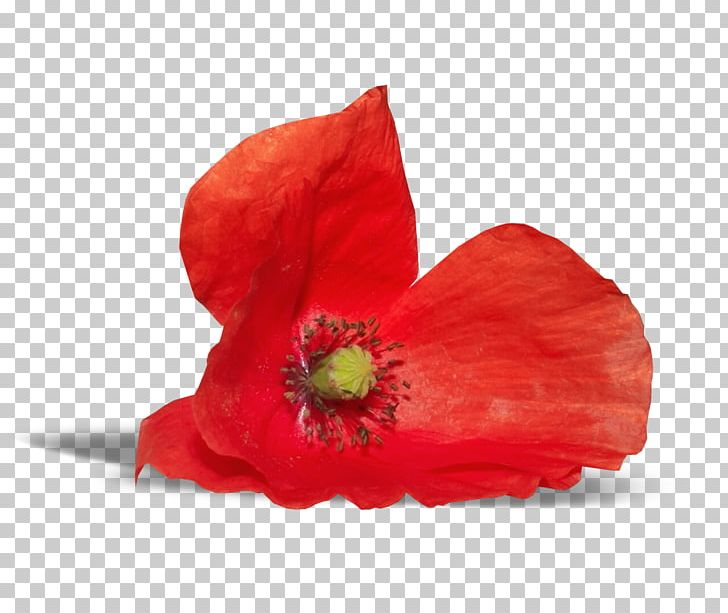 Poppy Flower PNG, Clipart, Clip Art, Common Poppy, Coquelicot, Coral, Coral Flowers Free PNG Download