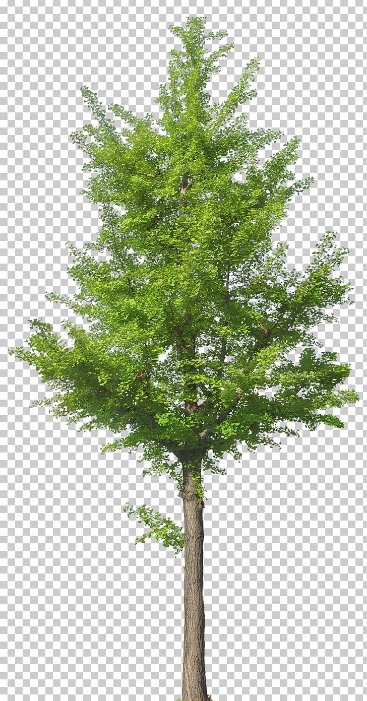 Tree Oak PNG, Clipart, Biome, Branch, Computer Graphics, Conifer, Cypress Family Free PNG Download