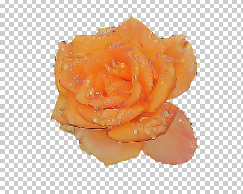 Garden Roses PNG, Clipart, Floribunda, Flower, Garden Roses, Orange, Petal Free PNG Download