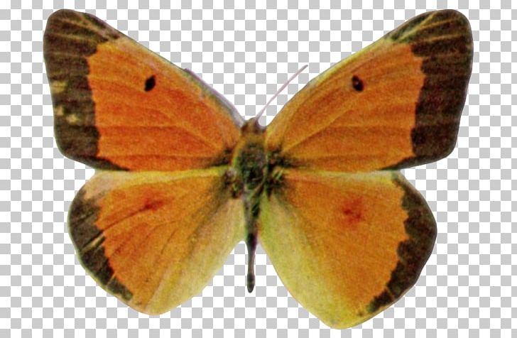 Clouded Yellows Brush-footed Butterflies Gossamer-winged Butterflies Moth Pieridae PNG, Clipart, Arthropod, Brush Footed Butterfly, Butterflies And Moths, Butterfly, Colias Free PNG Download