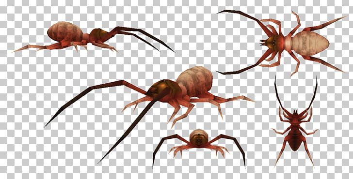 Spider Carnivores 2 Scorpion Meganeura Pulmonoscorpius Kirktonensis PNG, Clipart, Arachnid, Arthropod, Camel Spider, Carboniferous, Carnivores Free PNG Download
