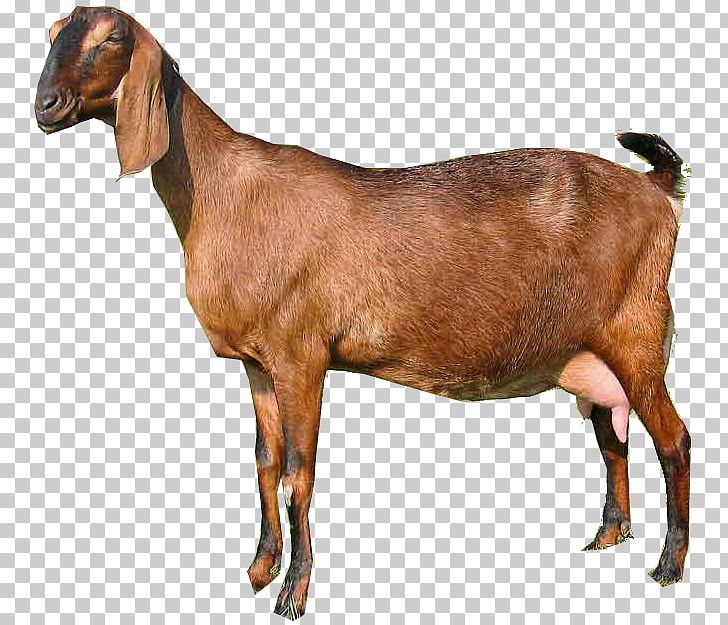 Anglo-Nubian Goat Pygora Goat Oberhasli Goat Pygmy Goat Boer Goat PNG, Clipart, Alpine Goat, American Lamancha Goat, Anglo Nubian Goat, Anglonubian Goat, Angora Goat Free PNG Download