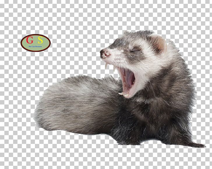 Black-footed Ferret Cat Otter Dog PNG, Clipart, Animal, Animals, Badger, Black Footed Ferret, Blackfooted Ferret Free PNG Download
