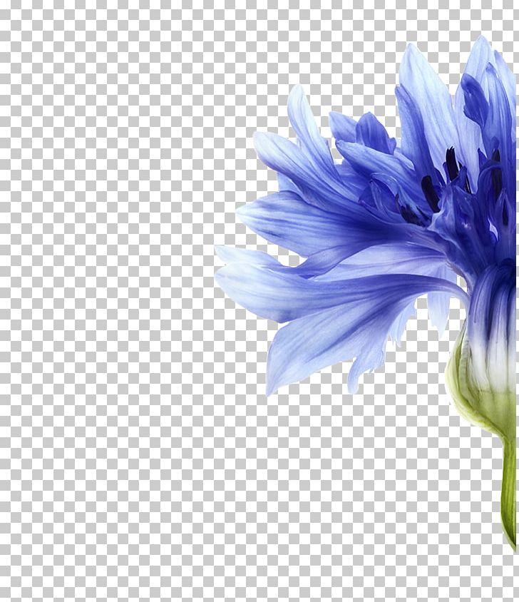 Cornflower Hair Care Skin Shampoo PNG, Clipart, Background Color, Blue, Chicory, Chrysanths, Cleanser Free PNG Download