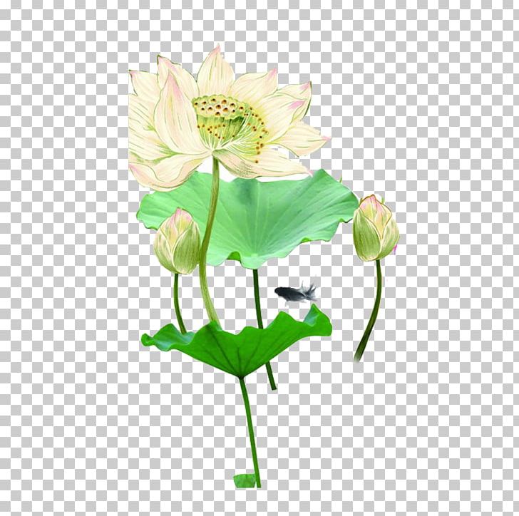 Nelumbo Nucifera PNG, Clipart, Aquatic Plant, Art, Background Effects, Cut Flowers, Effect Vector Free PNG Download
