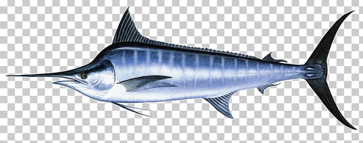 Swordfish Thunnus Black Marlin Atlantic Blue Marlin Yellowfin Tuna PNG, Clipart, Atlantic Bluefin Tuna, Atlantic Blue Marlin, Billfish, Black Marlin, Bony Fish Free PNG Download