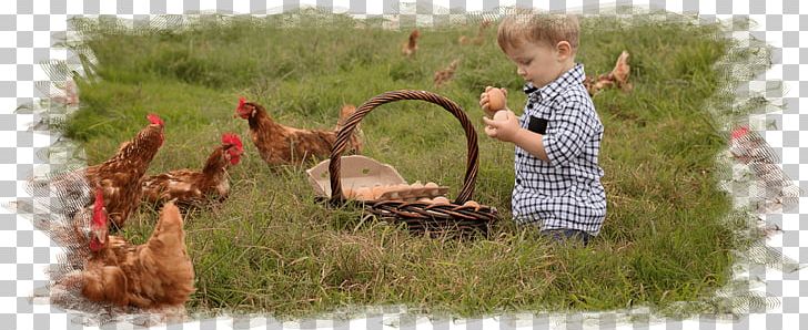 Free-range Eggs Chicken Food Free Range PNG, Clipart, Animal Welfare, Atherton, Atherton Tableland, Cage, Chicken Free PNG Download