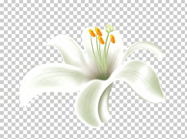 Desktop Cut Flowers Plant Stem Petal Computer PNG, Clipart, Closeup, Closeup, Computer, Computer Wallpaper, Cut Flowers Free PNG Download