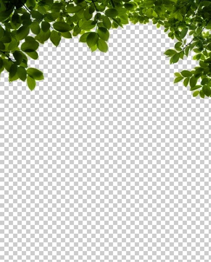 Leaf PNG, Clipart, Angle, Branch, Bush, Bushes, Clip Art Free PNG Download