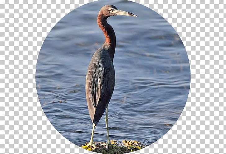 Reddish Egret Topolobampo Ecosystem Fauna PNG, Clipart, Ammonia, Animal, Beak, Bird, Crane Free PNG Download