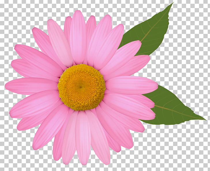 Common Daisy Gerber Format Yellow PNG, Clipart, Annual Plant, Aster, Chrysanths, Closeup, Color Free PNG Download