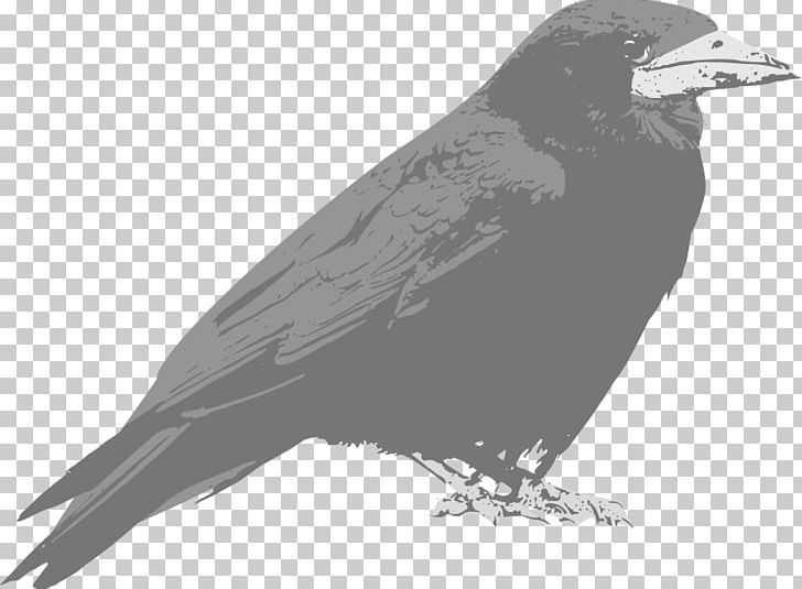 Common Raven Open Free Content Graphics PNG, Clipart, American Crow, Beak, Bird, Black And White, Common Raven Free PNG Download