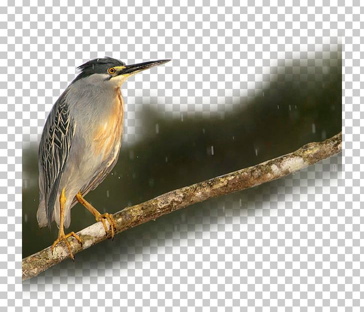 Guyu Bird Kingfisher PNG, Clipart, Beak, Bird, Birds, Computer Icons, Decorative Patterns Free PNG Download