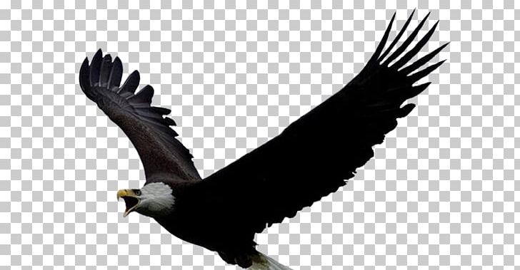 Bald Eagle Bird Parrot Columbidae PNG, Clipart, Accipitridae, Accipitriformes, Animal, Animals, Animaltotem Free PNG Download