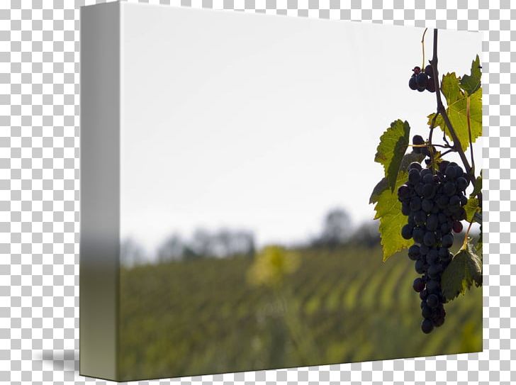 Common Grape Vine Wine Gallery Wrap Canvas PNG, Clipart, Art, Canvas, Common Grape Vine, Fruit Nut, Gallery Wrap Free PNG Download