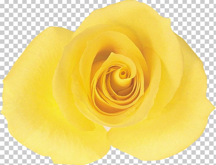 Garden Roses Cut Flowers Rosaceae PNG, Clipart, Closeup, Cut Flowers, Family, Flower, Flowering Plant Free PNG Download