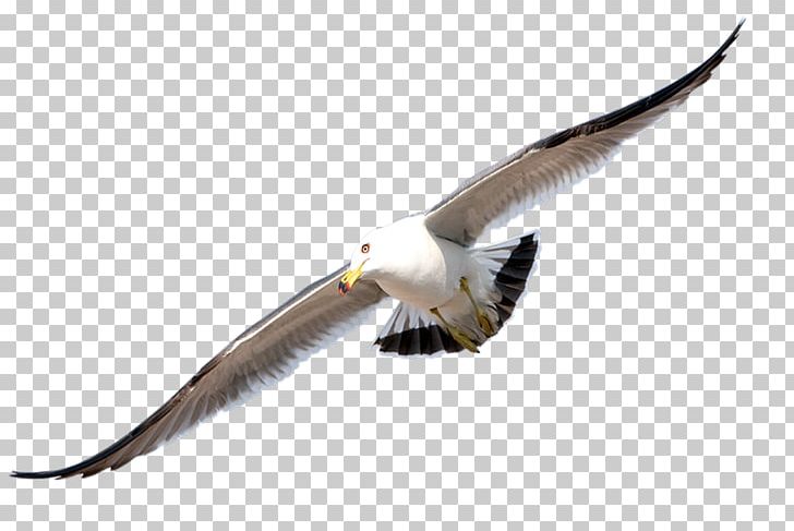 Bird Gulls PNG, Clipart, Animal, Animals, Ave, Beak, Bird Free PNG Download