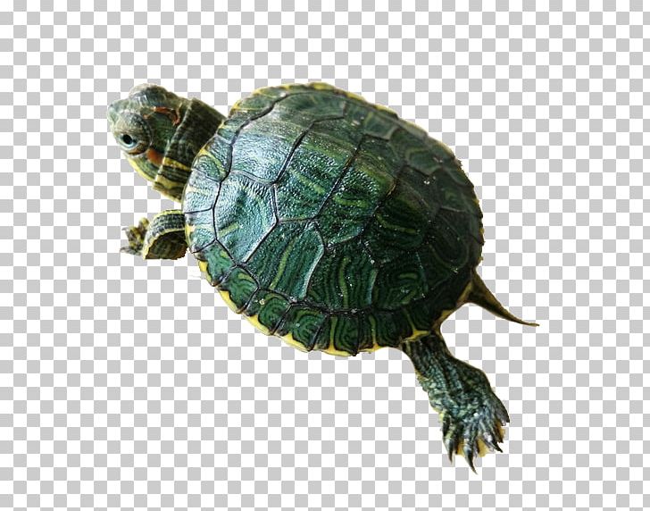 Box Turtle Red-eared Slider Sea Turtle Common Snapping Turtle PNG, Clipart, Animal, Animals, Cartoon Turtle, Chelydridae, Download Free PNG Download