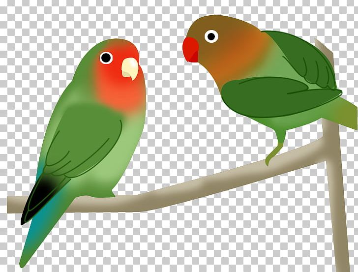 Budgerigar Lovebird Parakeet Beak Pet PNG, Clipart, Beak, Bird, Budgerigar, Common Pet Parakeet, Lovebird Free PNG Download