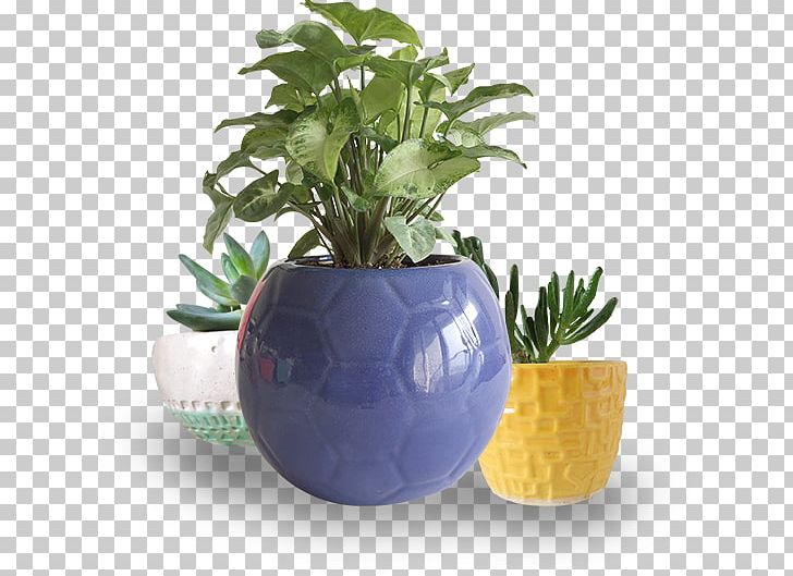 Flowerpot Ceramic Plant PNG, Clipart, Ceramic, Chinese Evergreen, Flowerpot, Food Drinks, Plant Free PNG Download