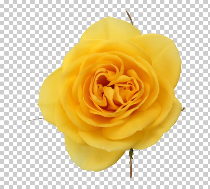 Garden Roses Yellow Cabbage Rose Floribunda Pink PNG, Clipart, Cut Flowers, Floribunda, Flower, Flowering Plant, Garden Free PNG Download