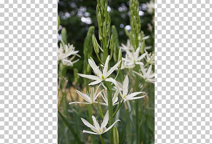 Ipheion Uniflorum Bulb Camas Striped Squill Wild Hyacinth PNG, Clipart, Blue, Bulb, Camas, Clivia, Flora Free PNG Download