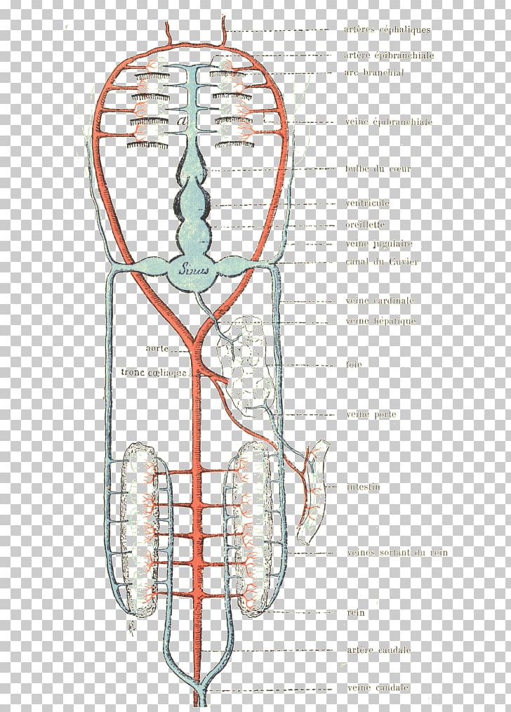 Circulatory System Vein Cartilaginous Fishes Human Anatomy PNG, Clipart, Anatomy, Angle, Animals, Artery, Cartilaginous Fishes Free PNG Download