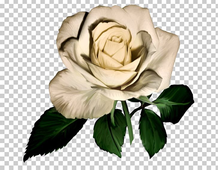 Garden Roses Flower PNG, Clipart, Blue Rose, China Rose, Cut Flowers, Floral Design, Flower Free PNG Download
