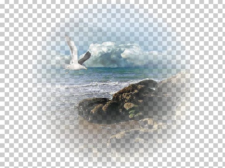 Lucifer Photography Drawing Centerblog PNG, Clipart, Albatross, Animals, Blog, Centerblog, Computer Wallpaper Free PNG Download