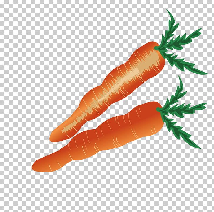 Baby Carrot Vegetable PNG, Clipart, Animation, Baby Carrot, Carrot, Carrots, Carrot Vector Free PNG Download