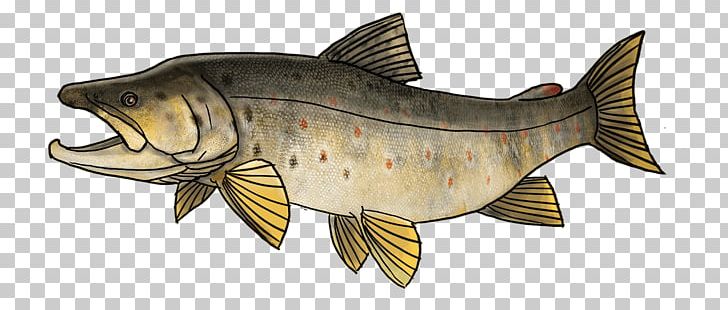 Cod Carp Sea Trout Fish PNG, Clipart, Animal Figure, Animals, Bony Fish, Brown Trout, Carp Free PNG Download