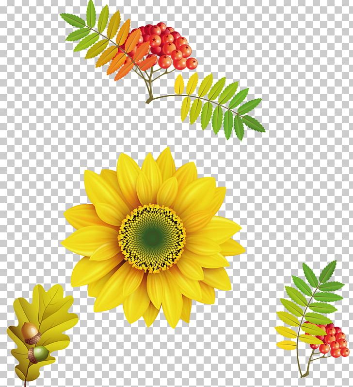 Common Sunflower Terra Fofa Paisagismo Cereal PNG, Clipart, Beautiful, Cereal, Chrysanths, Computer Network, Dahlia Free PNG Download
