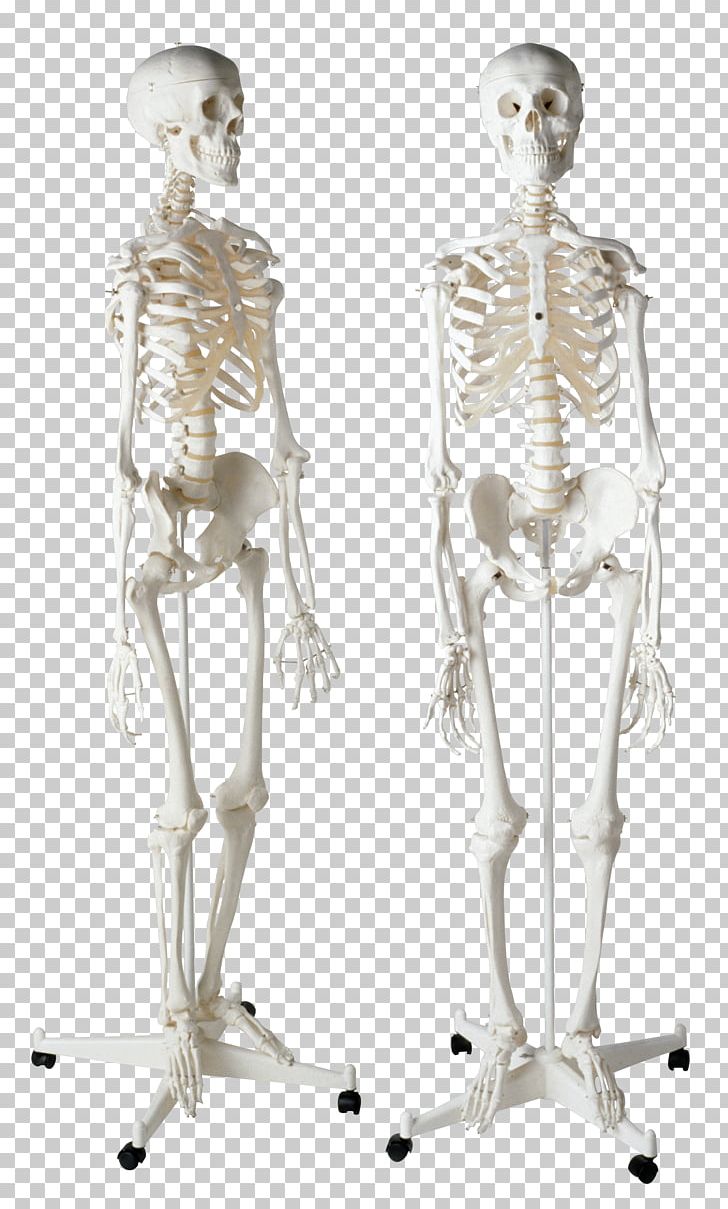 Human Skeleton Homo Sapiens Bone PNG, Clipart, Anatomy, Arm, Bone, Endoskeleton, Fantasy Free PNG Download