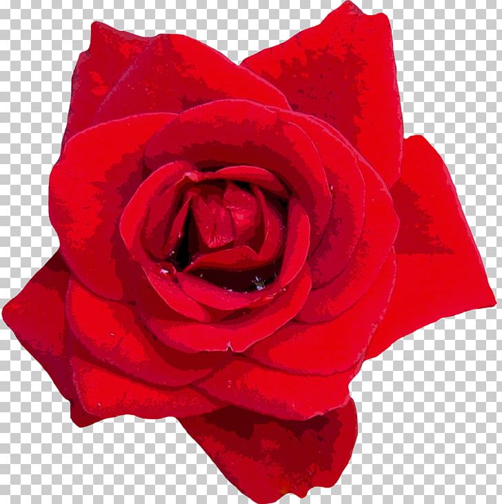 Rose Valley PNG, Clipart, China Rose, Cut Flowers, Floribunda, Flower, Flowering Plant Free PNG Download