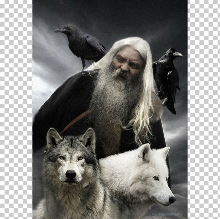 Odin Gray Wolf Geri And Freki Huginn And Muninn Norse Mythology PNG, Clipart, Canis Lupus Tundrarum, Cavern, Common Raven, Crow, Dog Like Mammal Free PNG Download