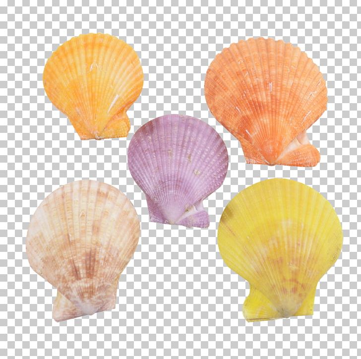 The Seashell Company Pecten Conchology Apartment PNG, Clipart, Animals, Apartment, Color, Color Scheme, Conchology Free PNG Download