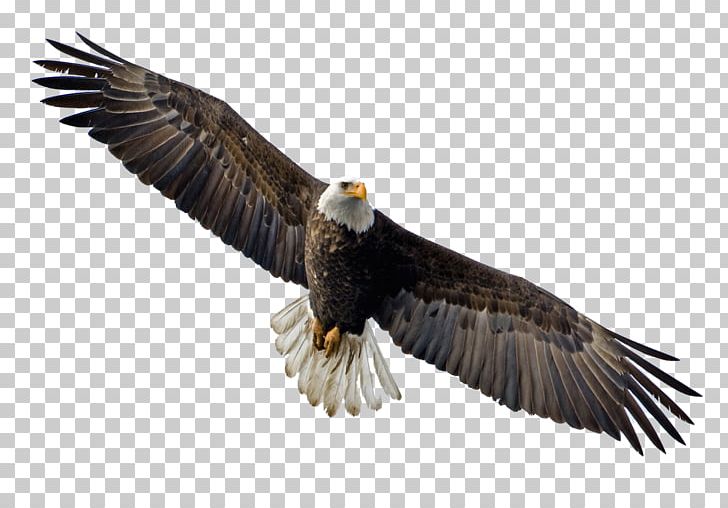 Bald Eagle Flight Bird PNG, Clipart, Accipitriformes, Animals, Bald Eagle, Beak, Bird Free PNG Download