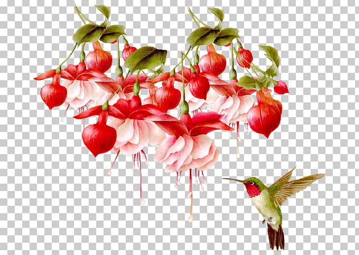 Bird Blog Flower Day PNG, Clipart, Beija Dlor, Bird, Blog, Branch, Cut Flowers Free PNG Download