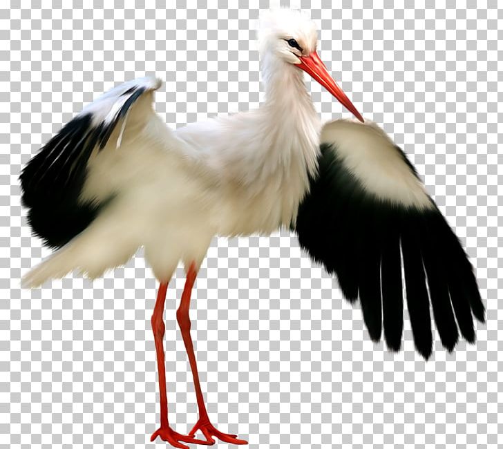 Bird White Stork Crane Fieseler Fi 156 PNG, Clipart, Animals, Ardeinae, Beak, Bird, Ciconia Free PNG Download