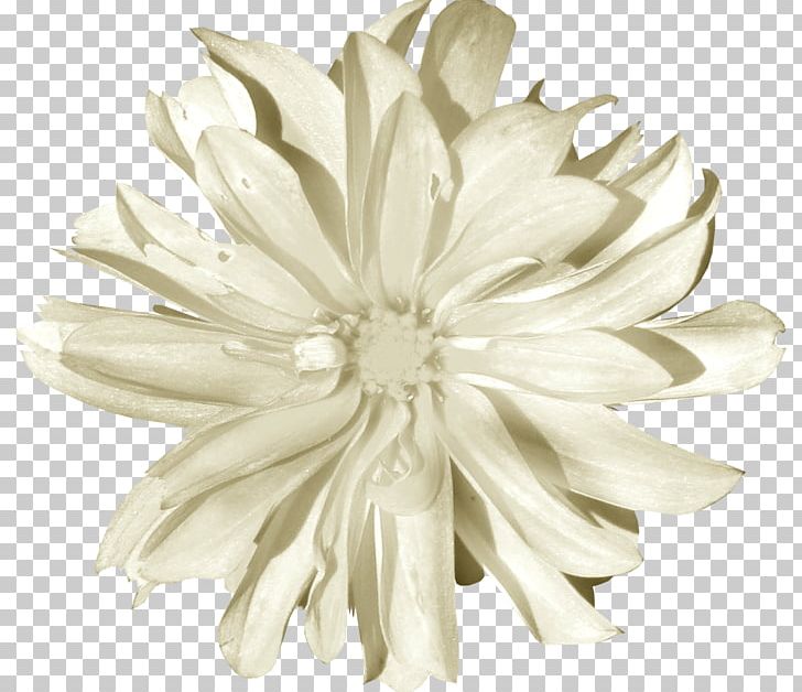 Chrysanthemum White Portable Network Graphics Petal PNG, Clipart, Black And White, Cartoon, Chrysanthemum, Chrysanths, Cut Flowers Free PNG Download