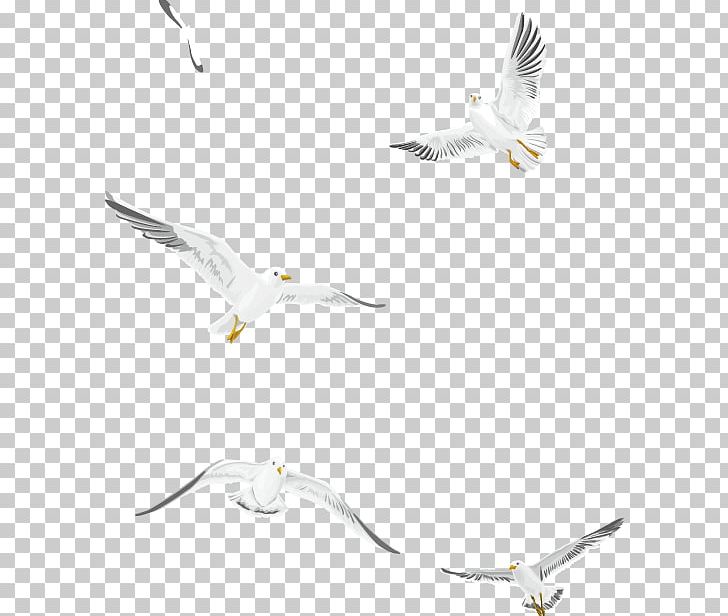 Gulls Bird PNG, Clipart, Animal, Animals, Background White, Black White, Common Gull Free PNG Download