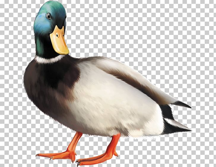 Mallard Duck Bird Stock Photography PNG, Clipart, Anas, Animals, Beak, Bird, Drawing Free PNG Download