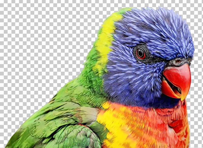 Feather PNG, Clipart, Beak, Bird, Budgie, Feather, Lorikeet Free PNG Download